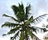 SEYCHELLES - 846 - Mahe Island